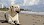 Hund am Strand - © CC0 - Pixabay - cnsconsultores