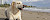 Hund am Strand - © CC0 - Pixabay - cnsconsultores