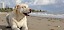 Hund am Strand - © CC0 - Pixabay - cnsconsultores