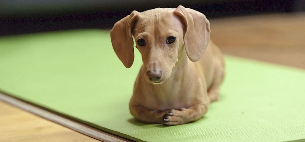 Der Dackel Alles über Den Kleinen Dachshund