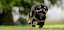 Kleiner, süßer Hund mit Glupschaugen beim Laufen auf einer Wiese - © CC0 - Pixabay - photogeider
