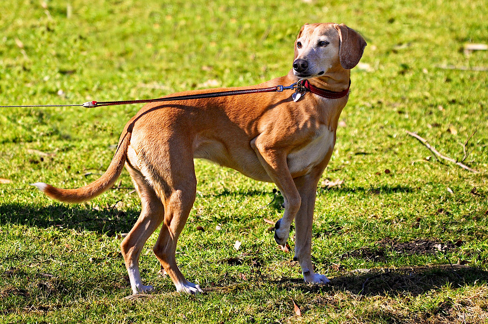 Hundepensionen PRO und CONTRA