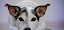 Alle News zum Thema Hund Hund liegend von vorne - © CC0 - Pixabay - Nietjuh