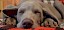 Hunde News der Kalenderwoche 25/18 Müder Welpe mit geschlossenen Augen - © CC0 - Pixabay - cri92