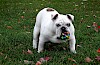 Was kostet ein Hund? etwas molliger Hund mit Spielzeug im Maul. - © CC0 - Pixabay - AlainAudet