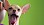 Gähnender Hund blickt über Schulter - © CC0 - Pixabay - mikefoster