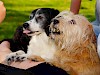 Leckerlis selbst gemacht Zwei Hunde warten auf ein Leckerli - © CC0 - Pixabay - Kapa65