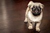Test der Furbo Hundekamera Kleiner Hund alleine zuhause - © CC0 - Pixabay - Free-Photos