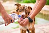 Hunde mögen die Hitze nicht unbedingt Hund trinkt aus einer Wasserflasche - © CC0 - Pixabay - MatanVizel