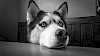 Aus dem Hundealltag Sibirischer Husky legt seine Schnauze auf den Tisch - © CC0 - Pixabay - LynetteC