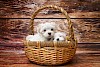 Ab zum Hundefriseur Zwei kleine Welpen in einem Korb - © CC0 - Pixabay - haidi2002