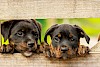 Neuverfilmung geplant Zwei Welpen sehen durch Zaun - © CC0 - Pixabay - kim_hester