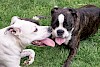 Mit dem Hund durch den Sommer Zwei Hunde mit heraushängender Zunge - © CC0 - Pixabay - Myriams-Fotos