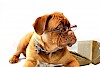 Der Hund im Büro - Hunde-News Ein Hund mit Brille und Buch - © CC0 - Pixabay - 947051