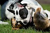 Katze als neues Familienmitglied Französische Bulldoggen beim Spielen - © CC0 - Pixabay - 825545