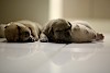 Einen Hund holen Drei kleine Hundewelpen - © CC0 - Pixabay - kassarcreative