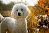 Schnittmuster für einen Kuschelpudel ein weißer Pudel - © CC0 - Pixabay - chili71
