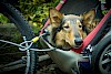 Hund und E-Bike, was ist erlaubt Ein Colli im Fahrradanhänger - © CC0 - Pixabay - Pexels