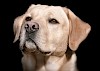 Familienzuwachs bei Herzogin Meghan Kopf eines Labradors - © CC0 - Pixabay - doanme