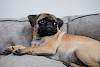Logopädie mit Therapiebegleithund Ein Mops am Sofa