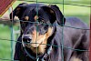 Urlaub heißt Hochbetrieb im Tierheim Ein Rottweiler hinter Maschendrahtzaun - © CC0 - Pixabay - meineresterampe