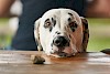 Taube Hunde sind keine Seltenheit Kopf eines Dalmatiners schaut über einen Tisch - © CC0 - Pixabay - RoyBuri