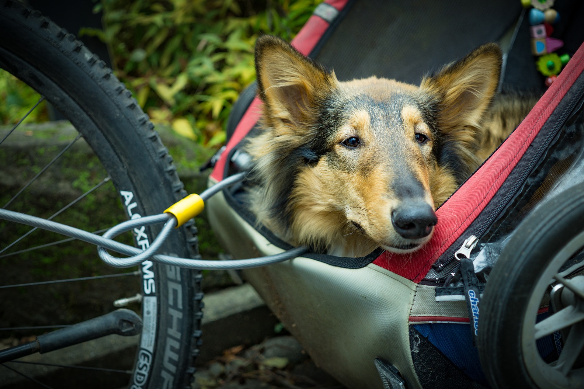 Die beliebtesten Fahrradanhänger für Hunde 2019