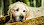 Golden Retriever mit nassen Fell - © CC0 - Pixbay - Couleur