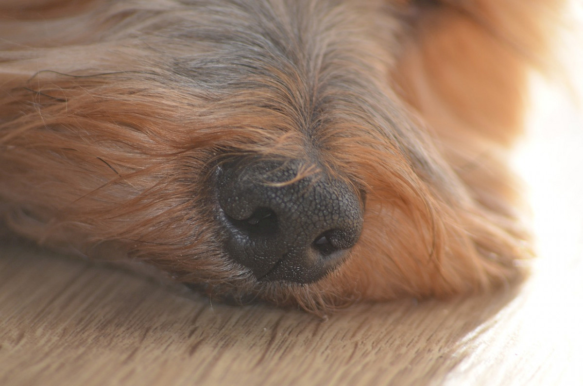 Die TOP Hundedeos 2021 Guter Geruch für den Hund